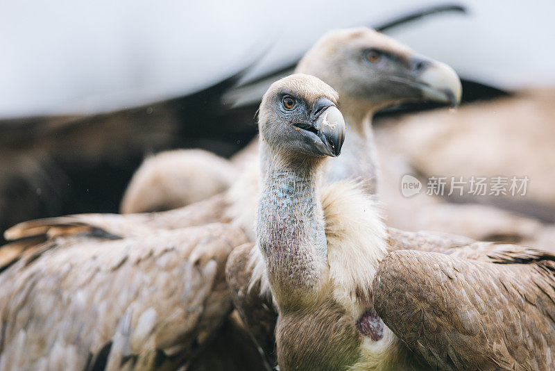 Griffon Vulture (Gyps fulvus)鹰群